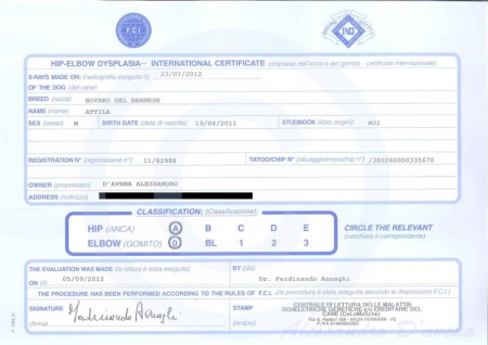 International Certificate Hip-Elbow Dysplasia (HD/ED)