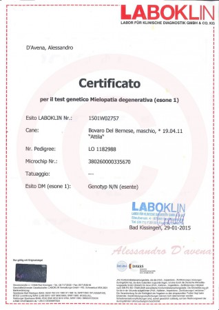 Degenerative Myelopathy Certificate (DM SOD1)