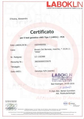 von-Willebrand Disease Type 1 Certificate (vWD1)